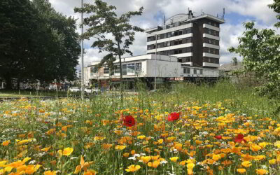Flower power to bring colour to Burnley