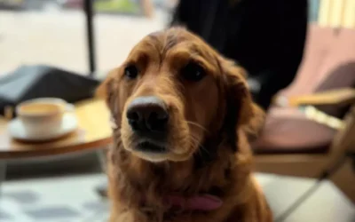 Dog-friendly places in Burnley: parks, cafés, walks & days out with your dog
