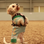 Halloween Dog Show