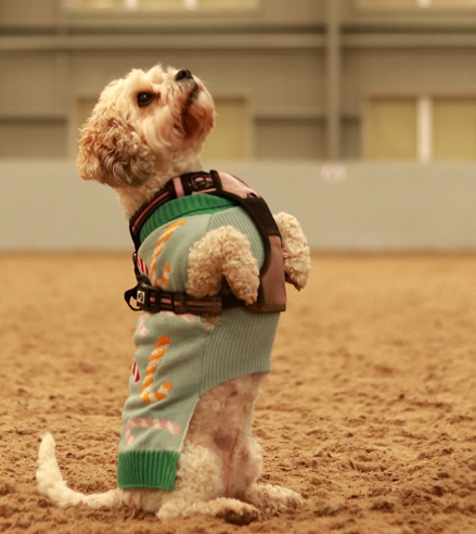 Halloween Dog Show